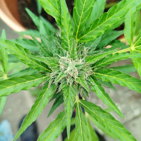 Royale Gorilla  growlog timeline photo