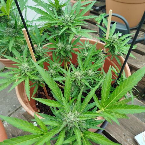Royale Gorilla  growlog timeline photo