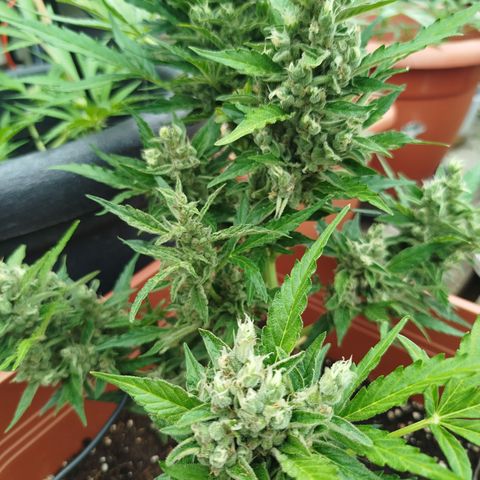 Cookies Gellato Automatic growlog timeline photo