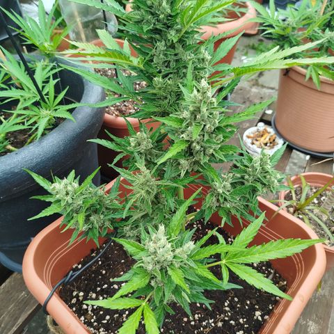 Cookies Gellato Automatic growlog timeline photo