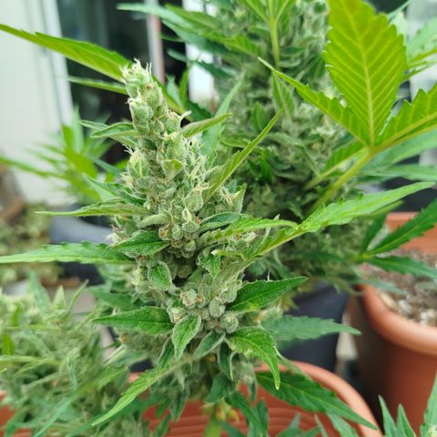 Cookies Gellato Automatic growlog timeline photo