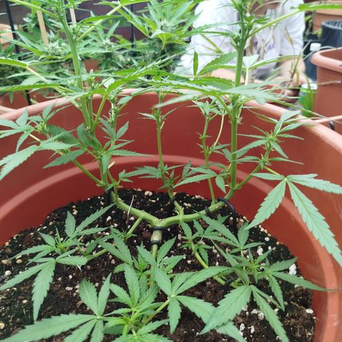 Northern Lights Automatic growlog timeline photo