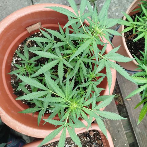 Northern Lights Automatic growlog timeline photo