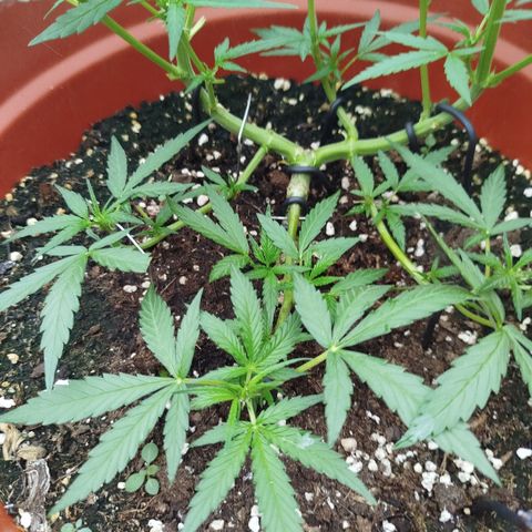 Northern Lights Automatic growlog timeline photo