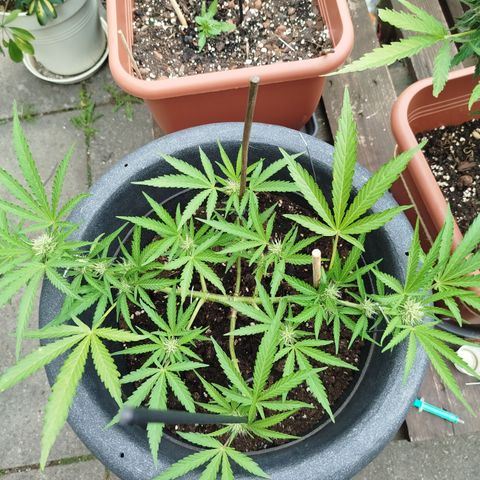 Royale Gorilla Kleiner growlog timeline photo