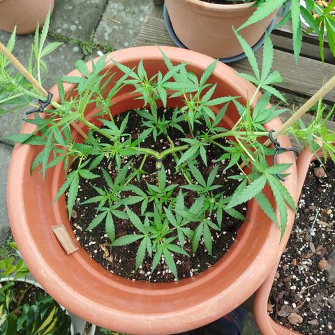 Northern Lights Automatic growlog timeline photo