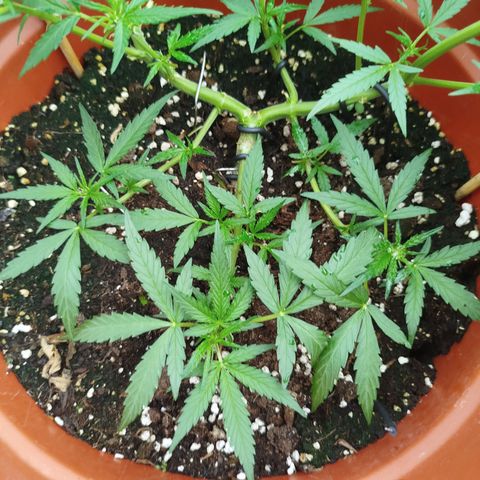 Northern Lights Automatic growlog timeline photo