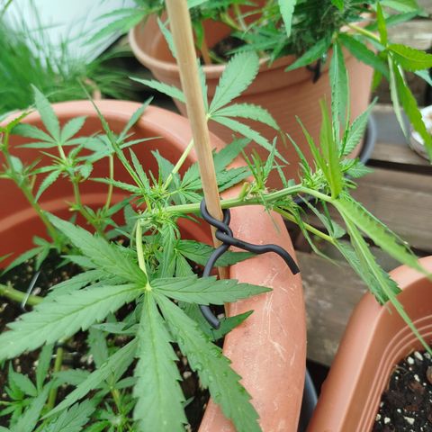 Northern Lights Automatic growlog timeline photo
