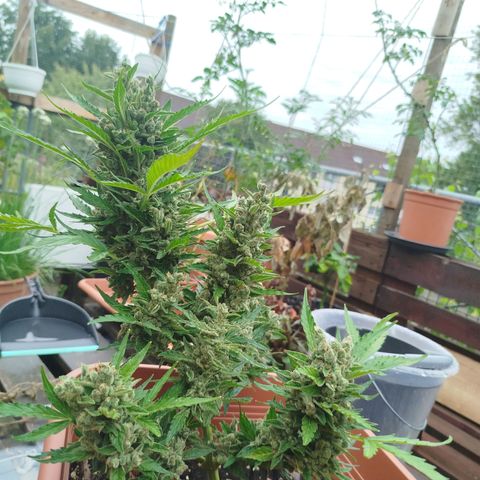 Cookies Gellato Automatic growlog timeline photo