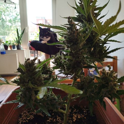 Cookies Gellato Automatic growlog timeline photo
