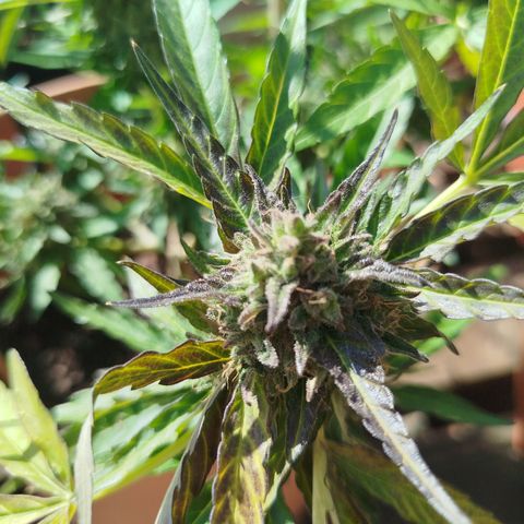 Royale Gorilla  growlog timeline photo