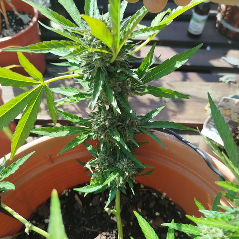 Royale Gorilla  growlog timeline photo