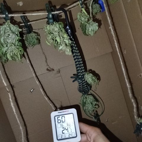 Cookies Gellato Automatic growlog timeline photo