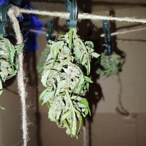 Cookies Gellato Automatic growlog timeline photo