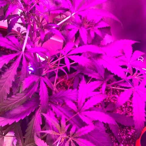 Duble 2 growlog timeline photo