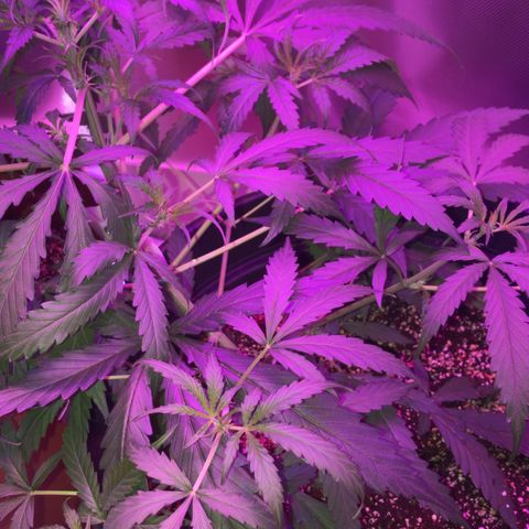 Duble 2 growlog timeline photo