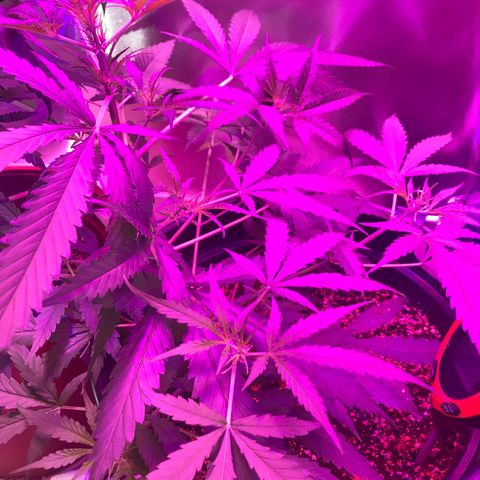 Duble 2 growlog timeline photo