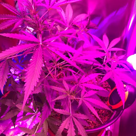 Duble 2 growlog timeline photo