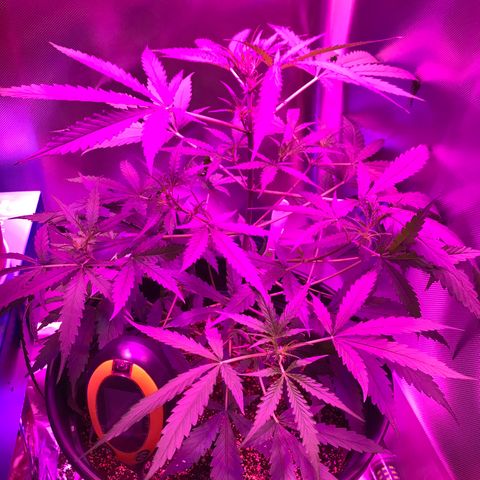 Duble 2 growlog timeline photo