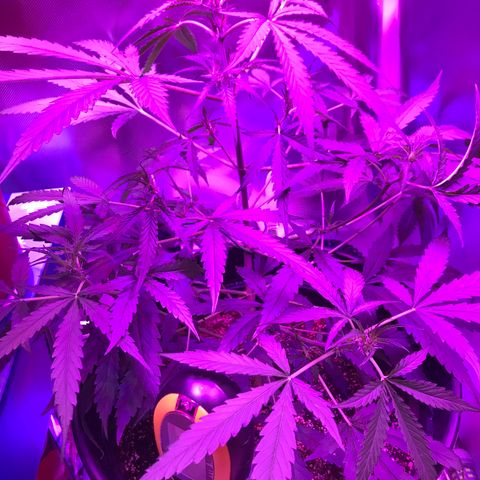 Duble 2 growlog timeline photo