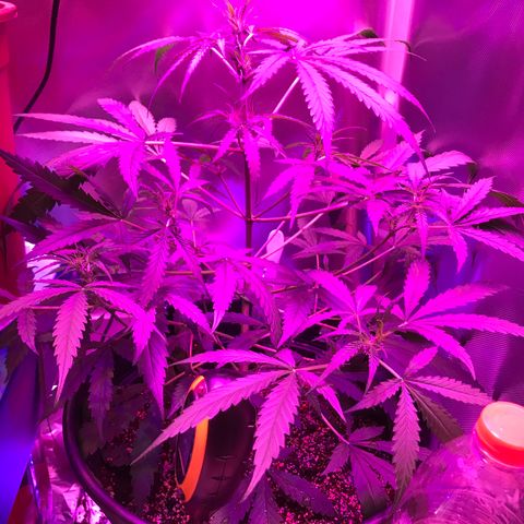 Duble 2 growlog timeline photo