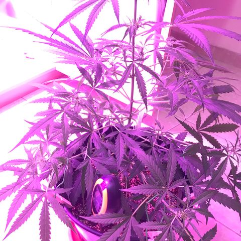 Duble 2 growlog timeline photo