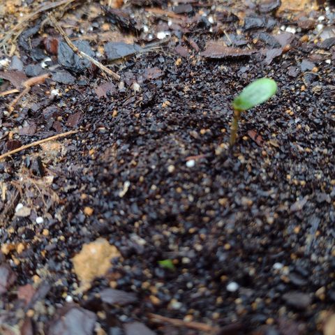 Blue Dream growlog timeline photo