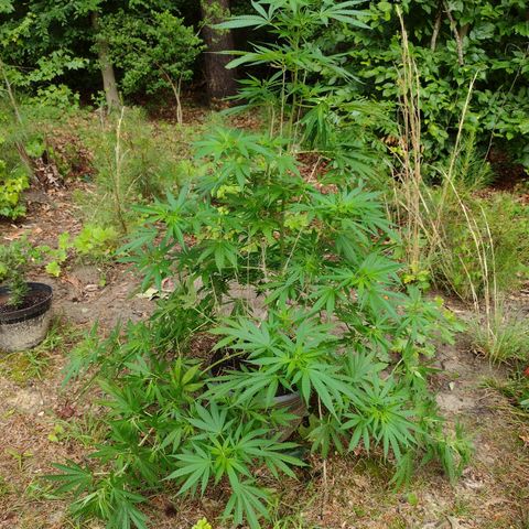 Unknown  growlog timeline photo