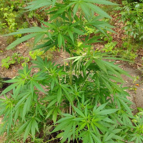 Unknown  growlog timeline photo