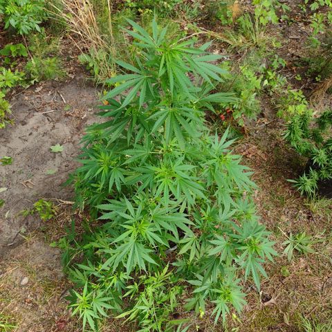 Unknown  growlog timeline photo