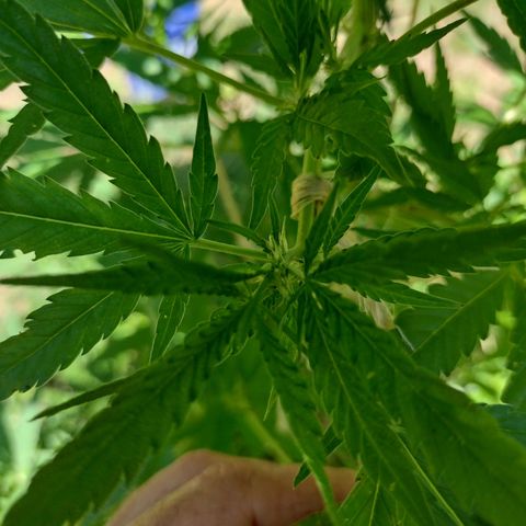 Unknown  growlog timeline photo