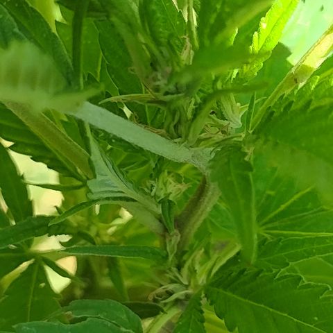 Unknown  growlog timeline photo
