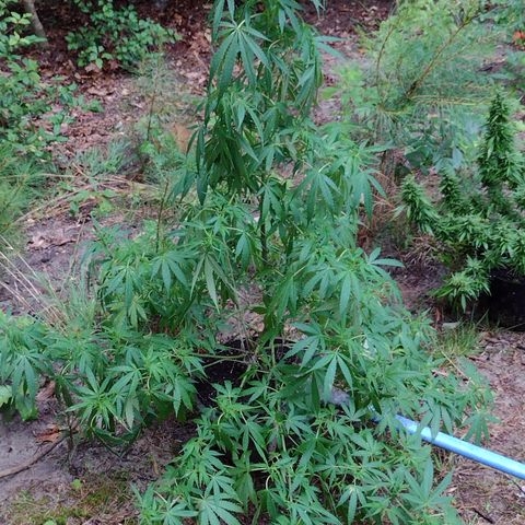 Unknown  growlog timeline photo