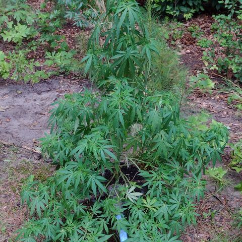 Unknown  growlog timeline photo