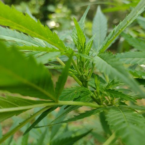 Unknown  growlog timeline photo