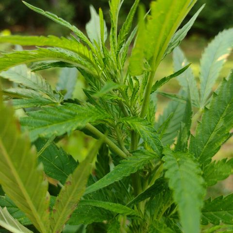 Unknown  growlog timeline photo