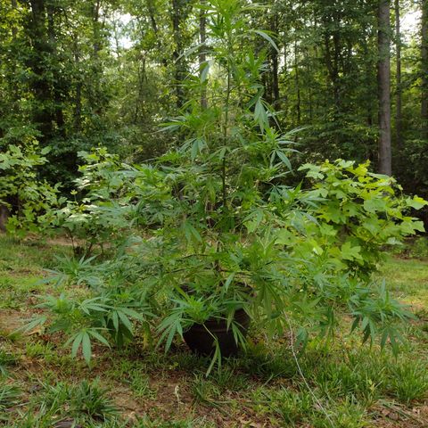Unknown  growlog timeline photo