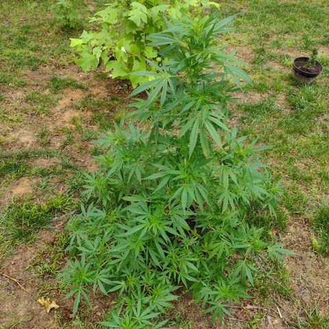 Unknown  growlog timeline photo