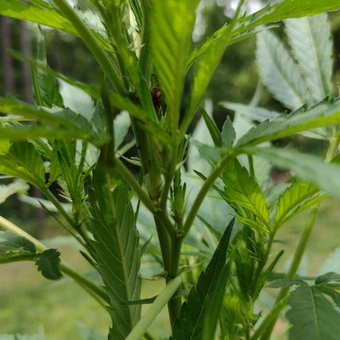 Unknown  growlog timeline photo
