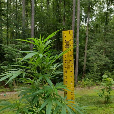 Unknown  growlog timeline photo