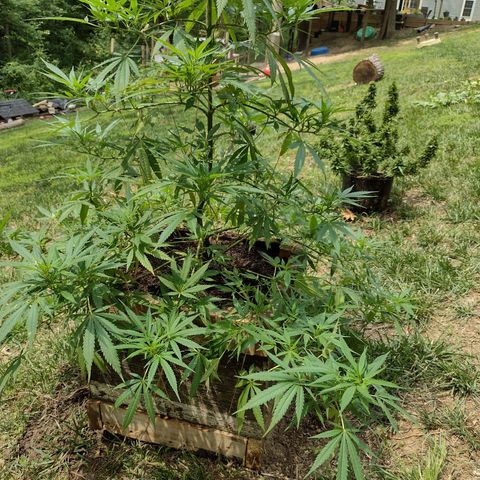 Unknown  growlog timeline photo