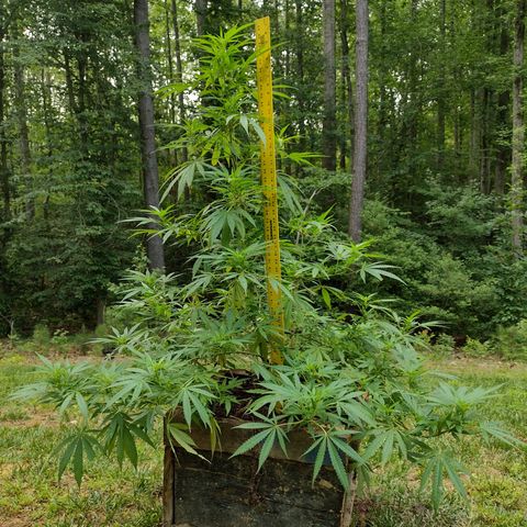 Unknown  growlog timeline photo
