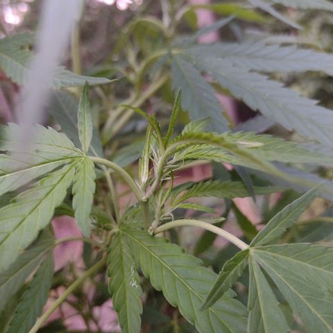 Unknown  growlog timeline photo