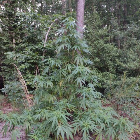 Unknown  growlog timeline photo