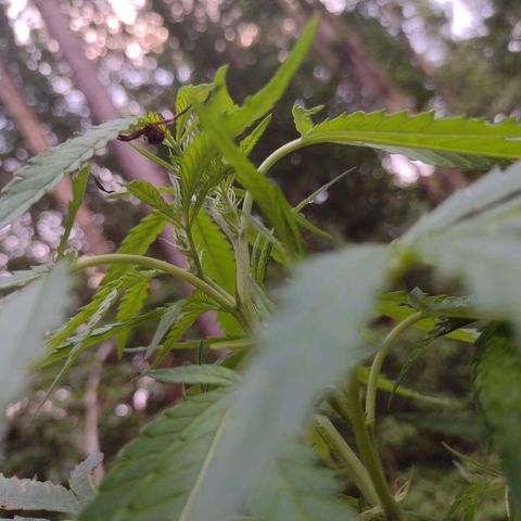 Unknown  growlog timeline photo
