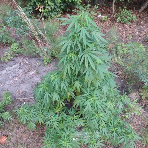 Unknown  growlog timeline photo
