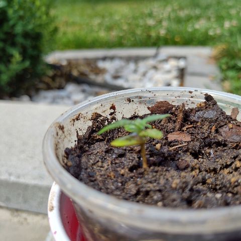 Blue Dream growlog timeline photo