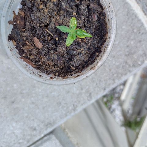 Blue Dream growlog timeline photo
