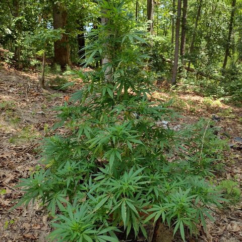 Unknown  growlog timeline photo