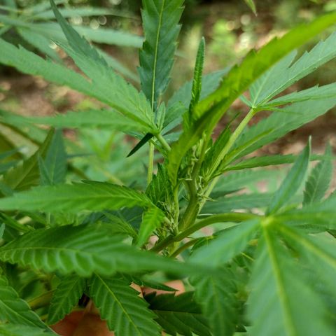 Unknown  growlog timeline photo